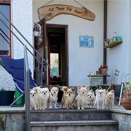 B&B Il Tempo Del Sogno Con Cani E Gatti Pet&Breakfast Baveno Exteriör bild
