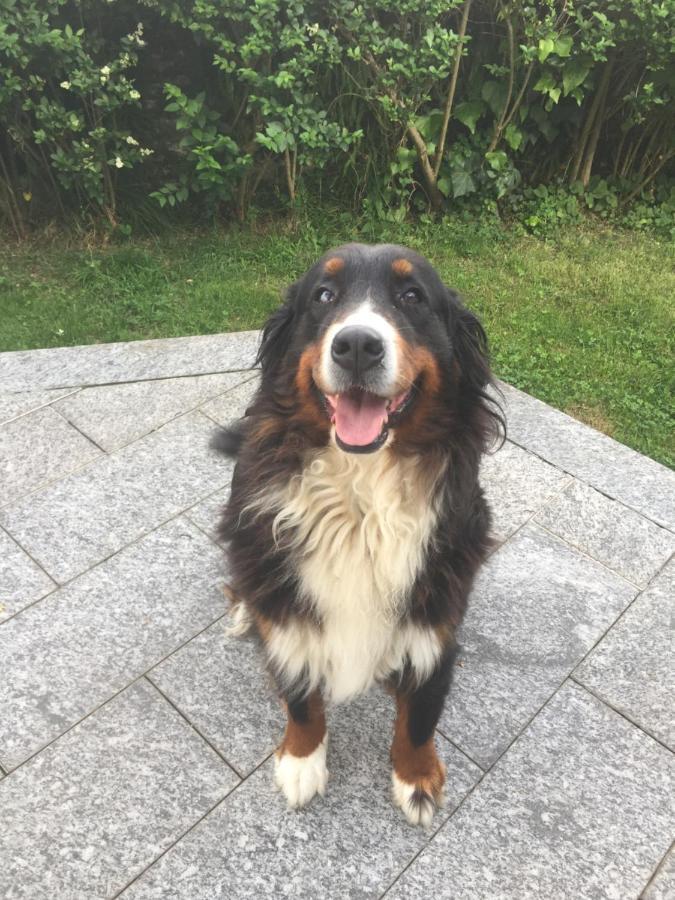 B&B Il Tempo Del Sogno Con Cani E Gatti Pet&Breakfast Baveno Exteriör bild