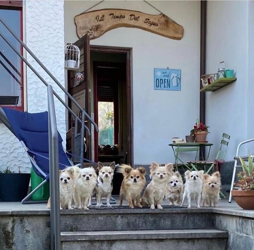 B&B Il Tempo Del Sogno Con Cani E Gatti Pet&Breakfast Baveno Exteriör bild